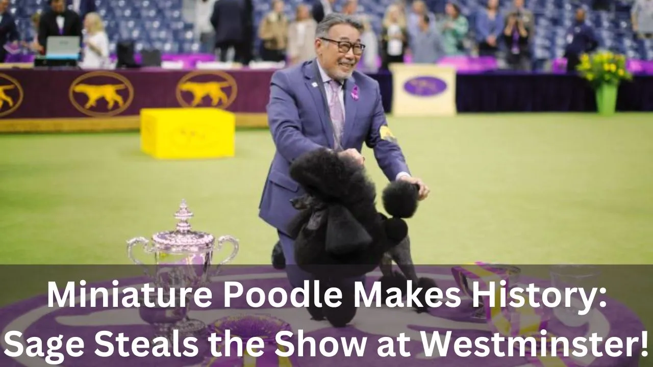 Miniature Poodle Makes History Sage Steals the Show at Westminster!